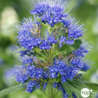 Caryopteris x clandonensis 'Grand Bleu' ® : Tougffe : ctr 4.5 L